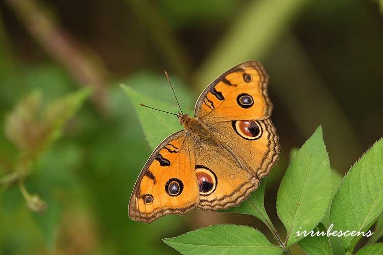 صورة Junonia