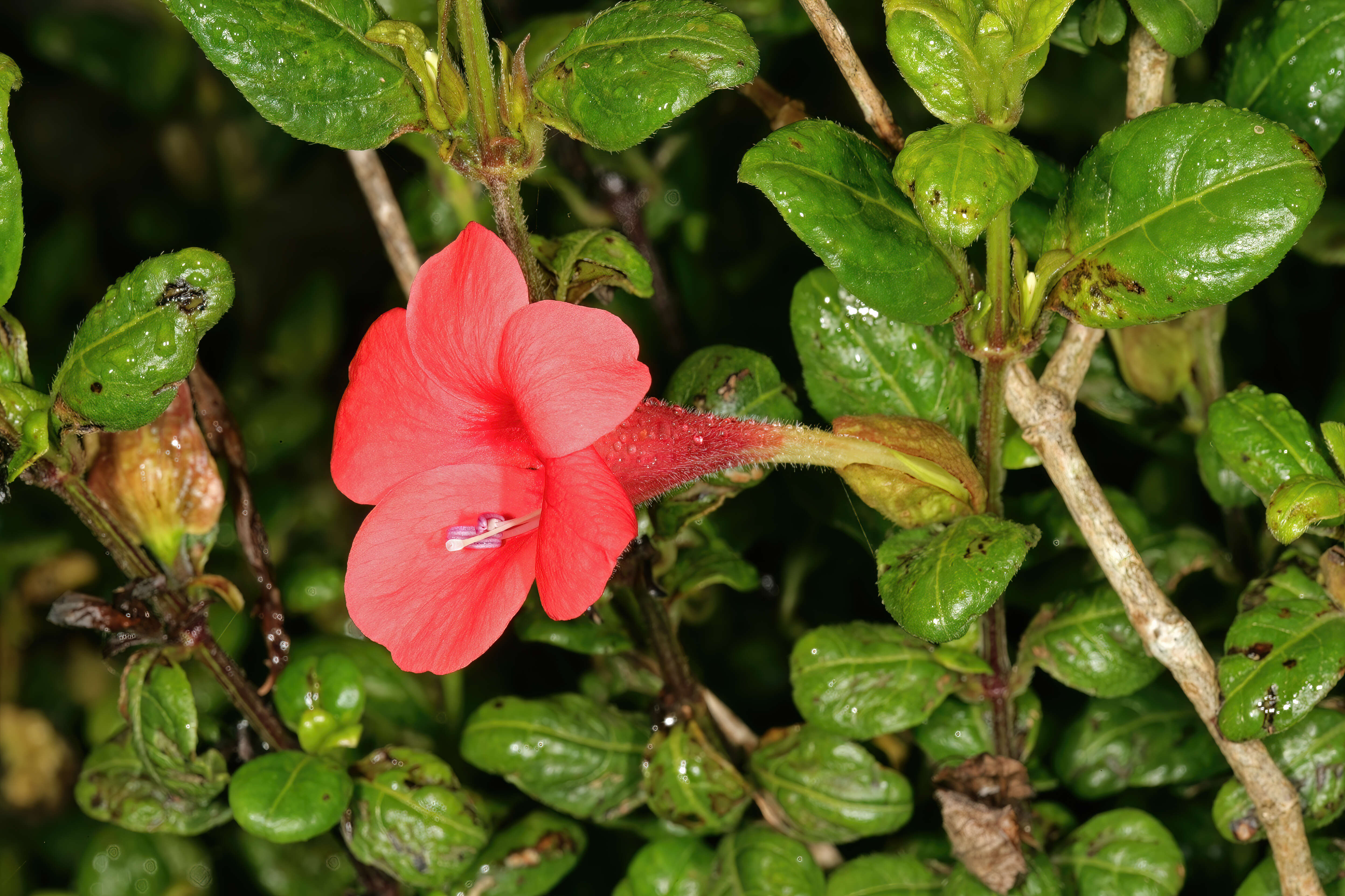 Image of Barleria repens Nees