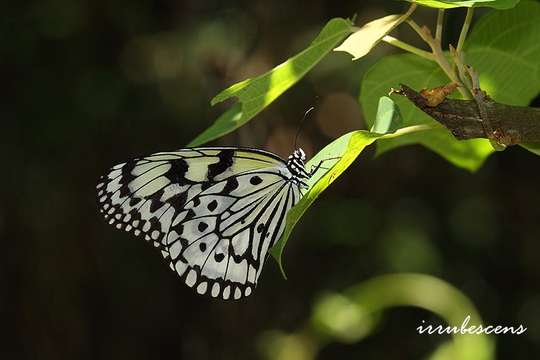 Idea leuconoe clara Butler 1867的圖片