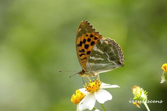 Imagem de Argynnis paphia Linnaeus 1758