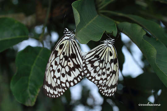 Imagem de <i>Idea leuconoe kwashotoensis</i>