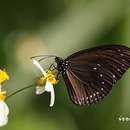 Image of Euploea tulliolus koxinga Fruhstorfer 1908