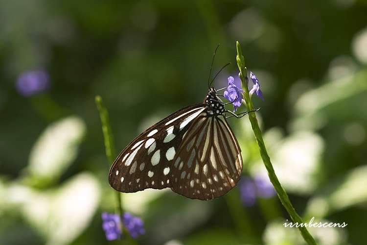 Image of Ideopsis