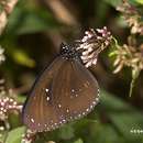 Image of <i>Euploea sylvester swinhoei</i>