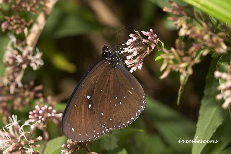 Image of Euploea