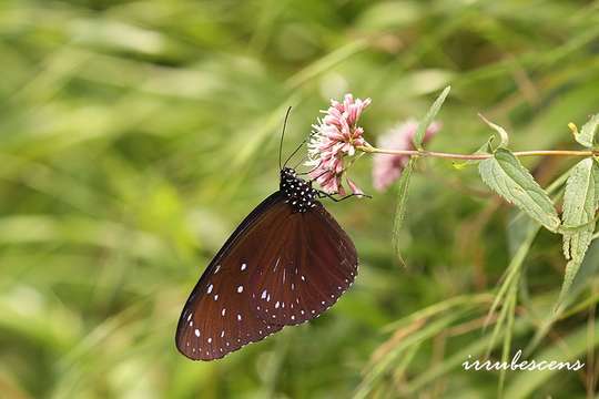 Imagem de Euploea mulciber Cramer 1777