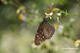 Image of Striped Blue Crow