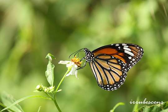 Image of Monarch Butterfly