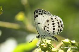 Image of Phengaris