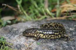 Plancia ëd Ambystoma rosaceum Taylor 1941