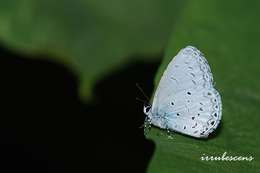 Imagem de Celastrina lavendularis (Moore 1877)