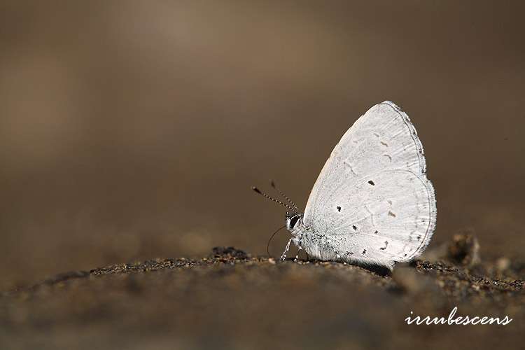 Image of Celastrina lavendularis (Moore 1877)