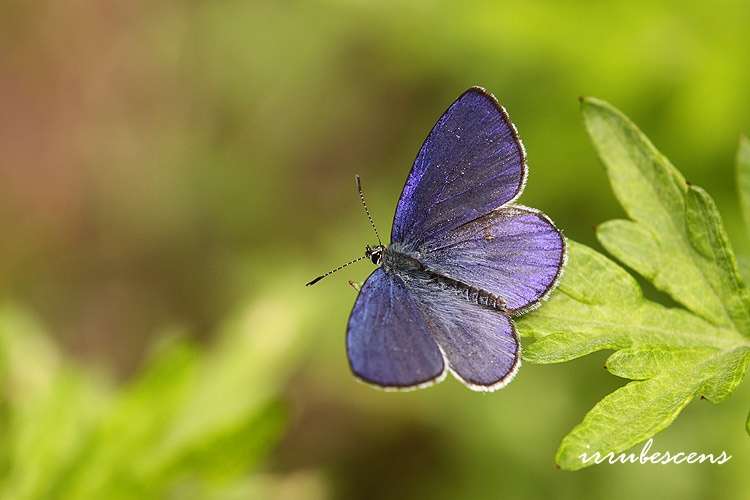 Imagem de <i>Celastrina oreas arisana</i>