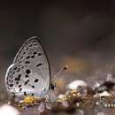 Image of Bicolor Cupid Butterfly