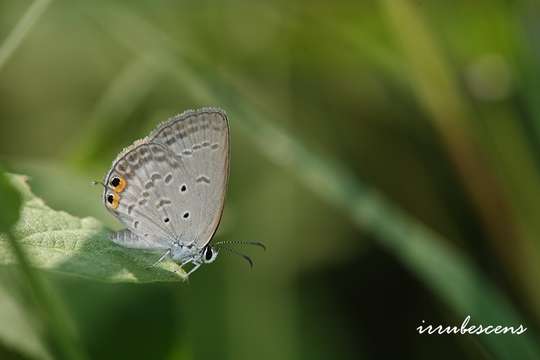 Imagem de Euchrysops