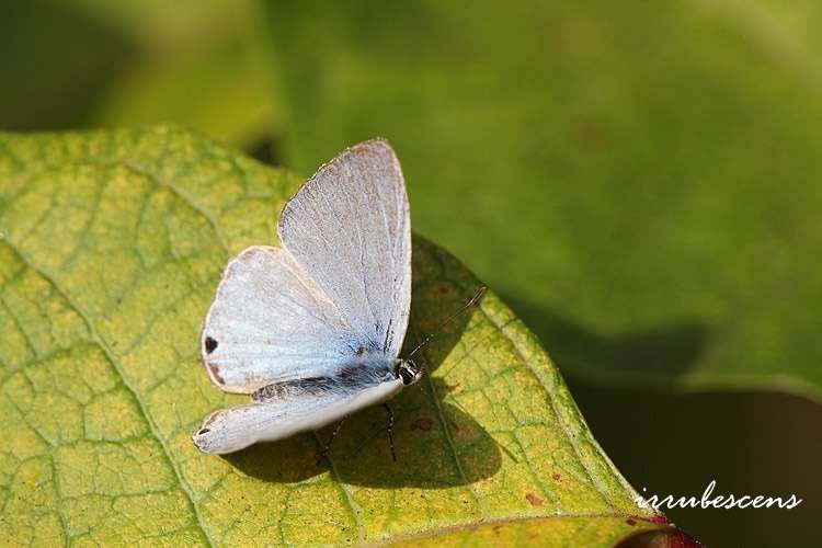 Image of Catochrysops