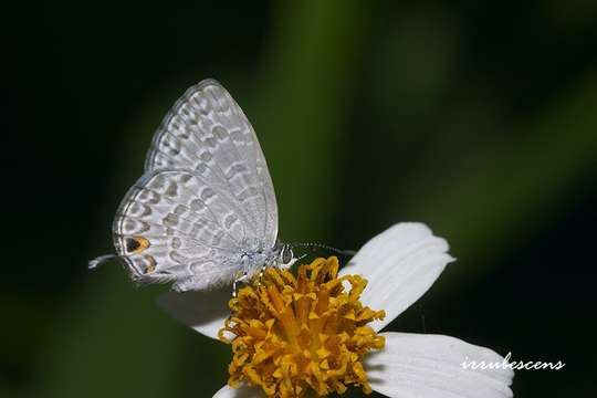 Sivun Catopyrops ancyra almora (H. Druce 1873) kuva