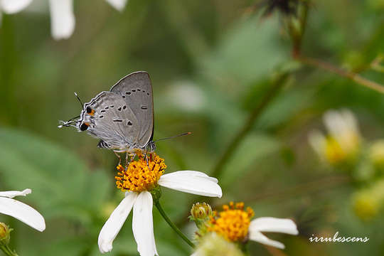 Image of Ancema ctesia (Hewitson (1865))