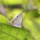 Слика од Chrysozephyrus splendidulus (Murayama 1965)