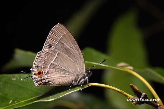 Image of Chrysozephyrus disparatus (Howarth 1957)