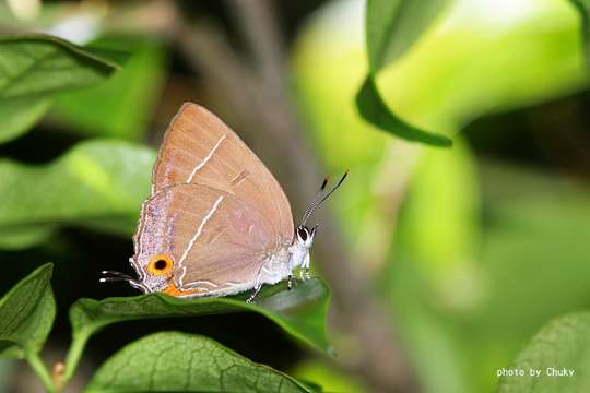 Слика од Chrysozephyrus