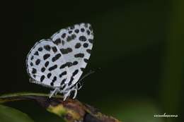 Image of Forest Pierrot