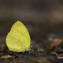 Imagem de <i>Eurema blanda arsakia</i>