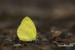 Image de Eurema blanda (Boisduval 1836)