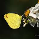 Plancia ëd <i>Eurema blanda arsakia</i>