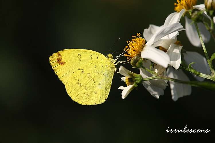 Image de Eurema blanda (Boisduval 1836)