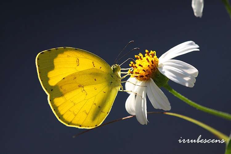 Image of <i>Eurema mandarina</i>