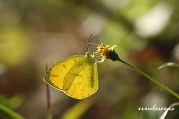 Image of <i>Eurema mandarina</i>