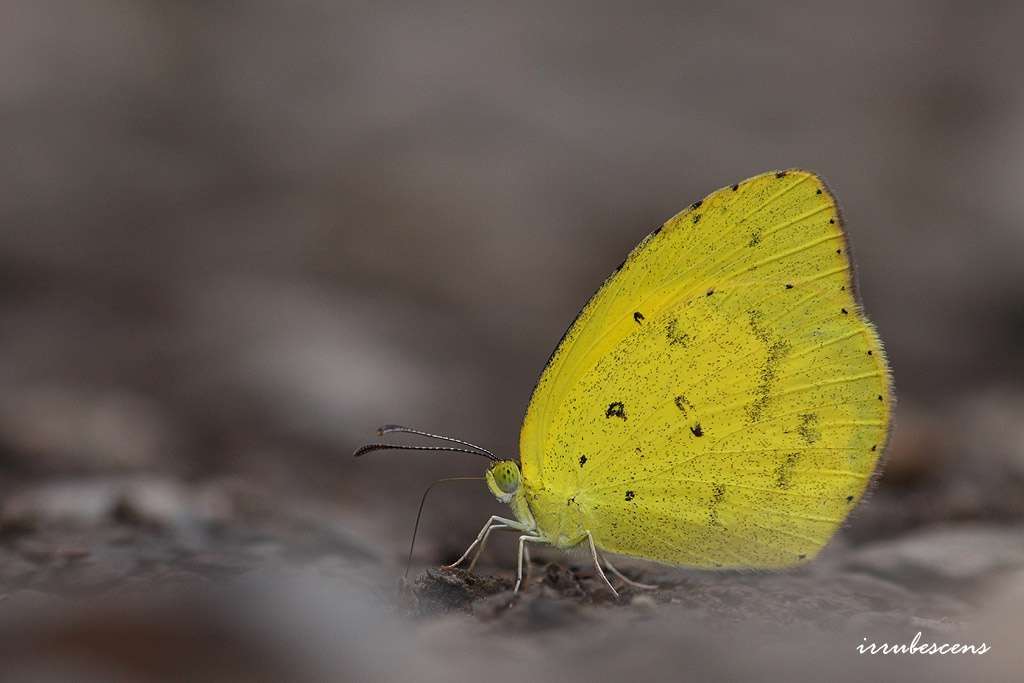 Image of <i>Eurema brigitta hainana</i>