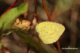 Image of <i>Eurema brigitta hainana</i>