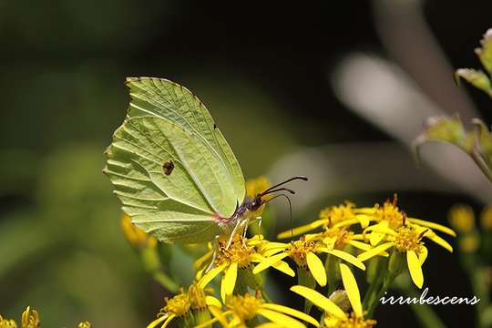 Image de Gonepteryx