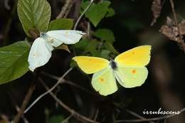 Image of <i>Gonepteryx amintha formosana</i>