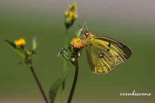 Image of <i>Colias erate formosana</i>