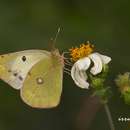 Imagem de <i>Colias erate formosana</i>