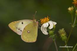 Image of <i>Colias erate formosana</i>