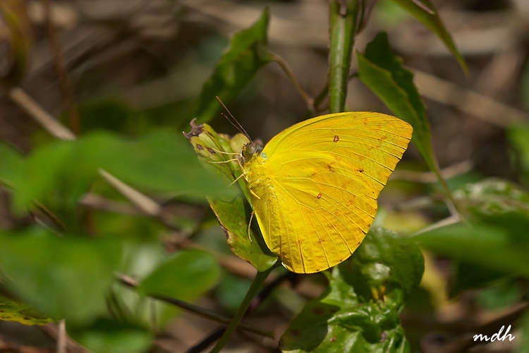 Image of <i>Catopsilia scylla cornelia</i>