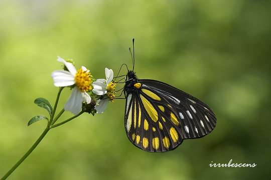 Image of Aporia agathon (Gray 1831)