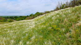 Plancia ëd Stipa lessingiana Trin. & Rupr.