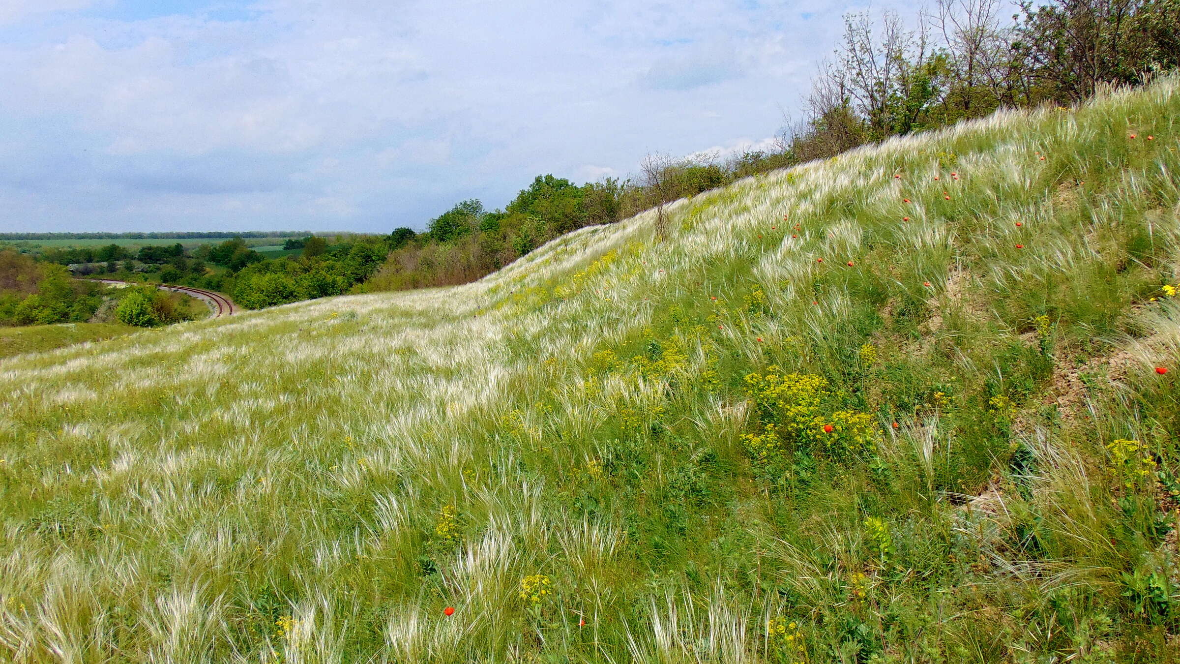 Plancia ëd Stipa lessingiana Trin. & Rupr.