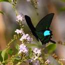 Imagem de <i>Papilio paris nakaharai</i>