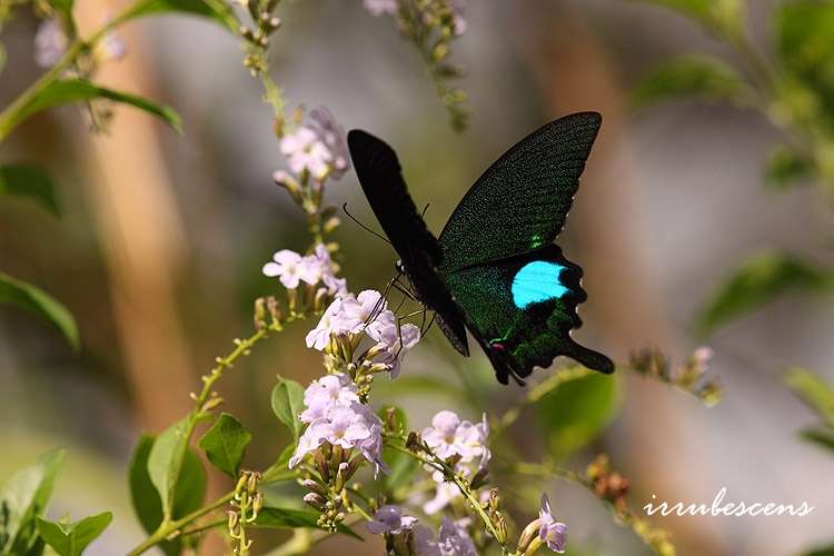 Image of Papilio paris Linnaeus 1758