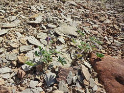 Image of shortstem lupine