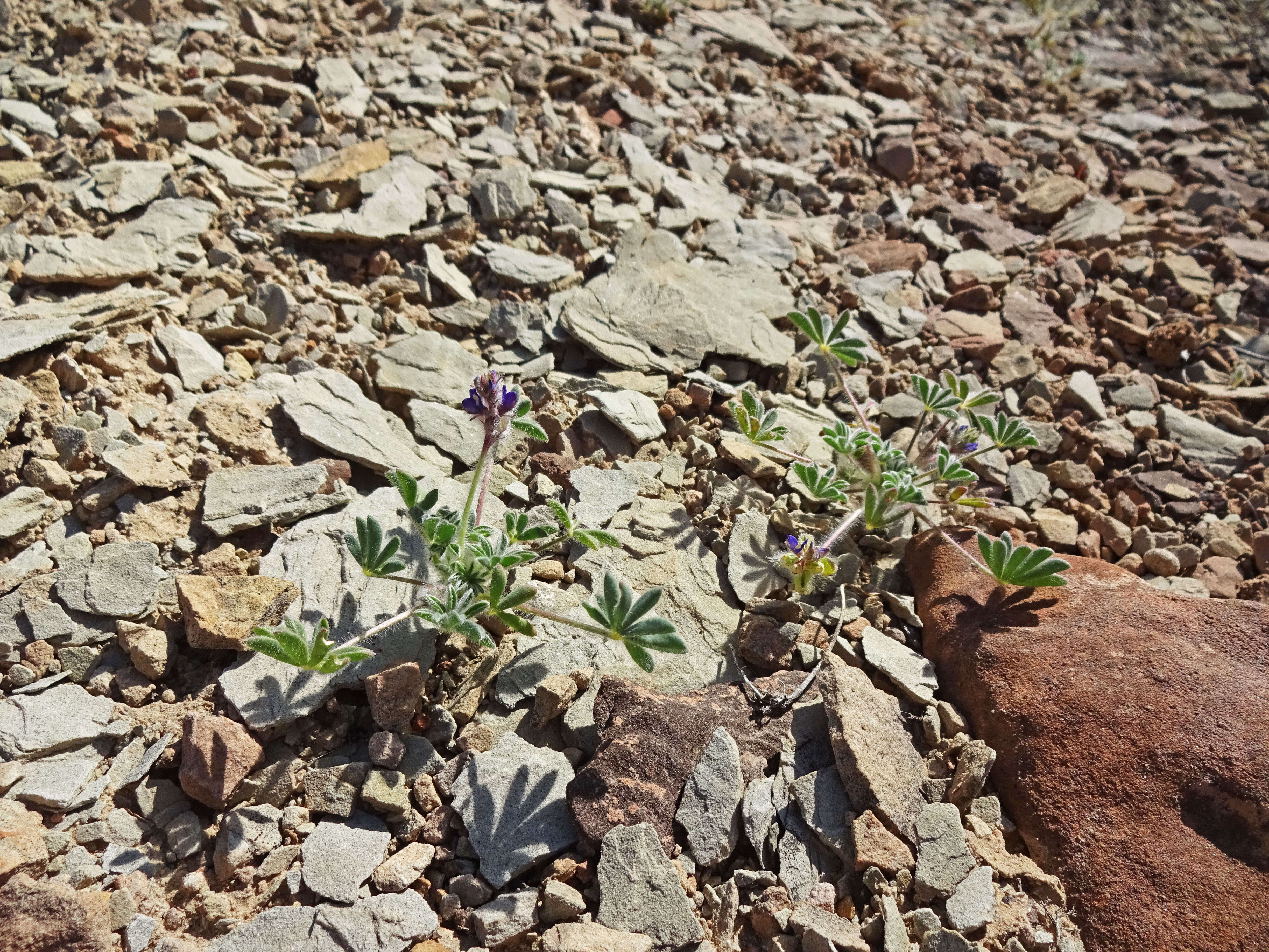 Imagem de Lupinus brevicaulis S. Watson