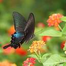 Image of <i>Papilio bianor thrasymedes</i>