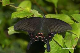 Image de Papilio bianor Cramer (1777)