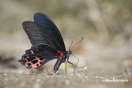 Image de Papilio thaiwanus Rothschild 1898